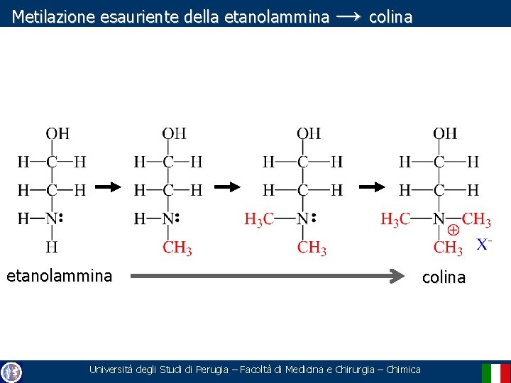 Metilazione esauriente della etanolammina → colina etanolammina Università degli Studi di Perugia – Facoltà