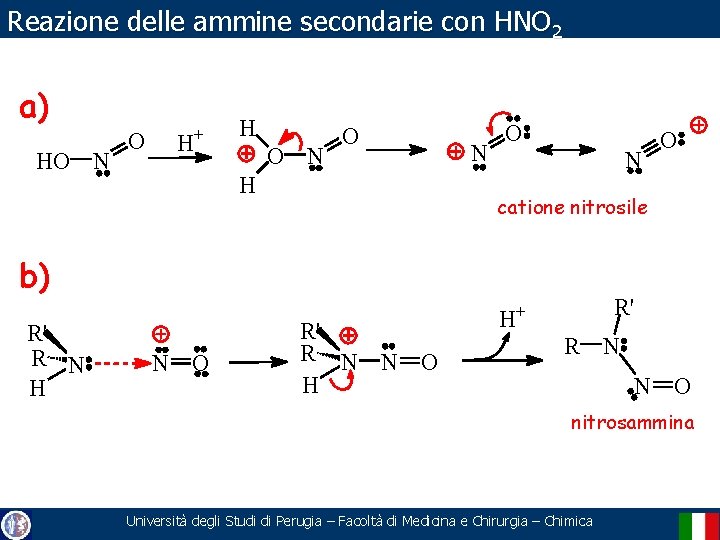 Reazione delle ammine secondarie con HNO 2 a) HO N O H+ H O