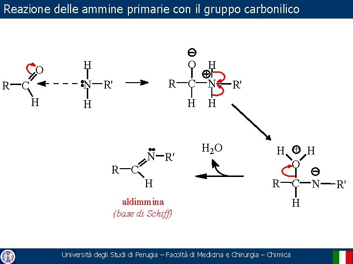 Reazione delle ammine primarie con il gruppo carbonilico O R O H H R