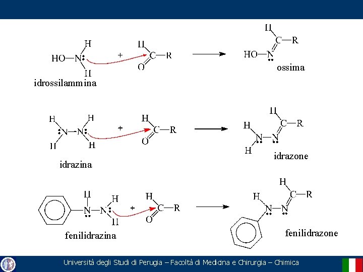 ossima idrossilammina idrazina fenilidrazina idrazone fenilidrazone Università degli Studi di Perugia – Facoltà di