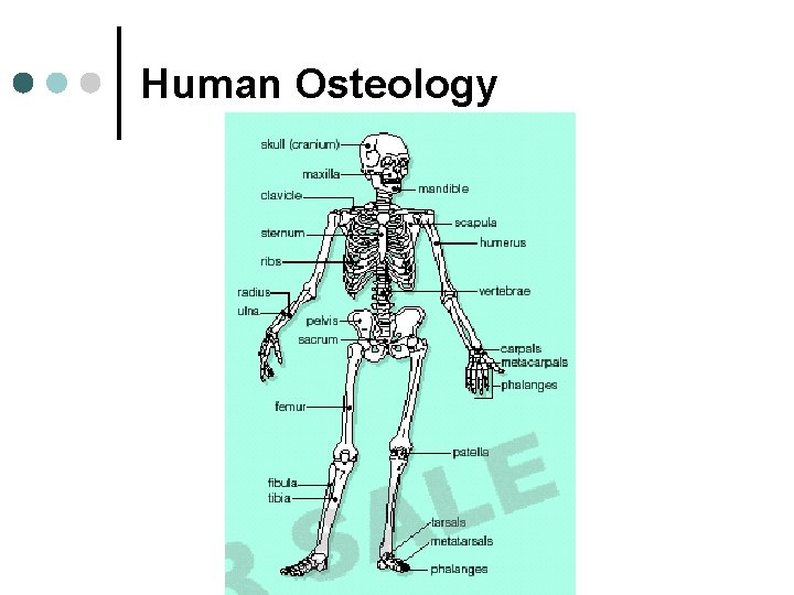 Human Osteology 