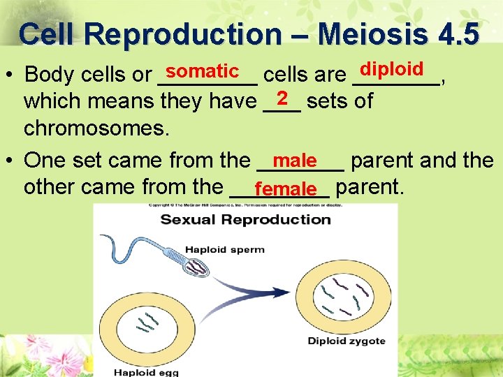 Cell Reproduction – Meiosis 4. 5 diploid somatic cells are _______, • Body cells