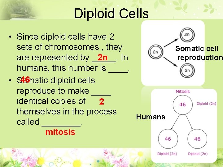 Diploid Cells • Since diploid cells have 2 sets of chromosomes , they 2