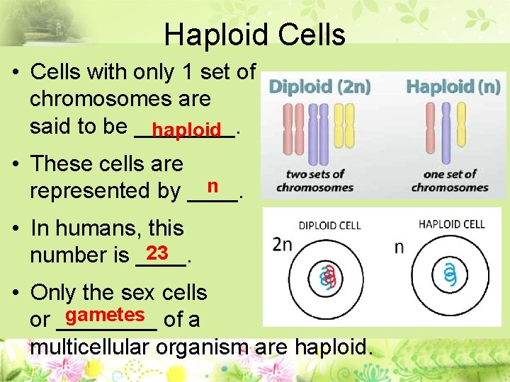 Haploid Cells • Cells with only 1 set of chromosomes are said to be