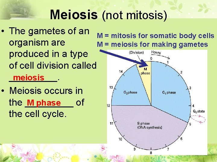 Meiosis (not mitosis) • The gametes of an M = mitosis for somatic body