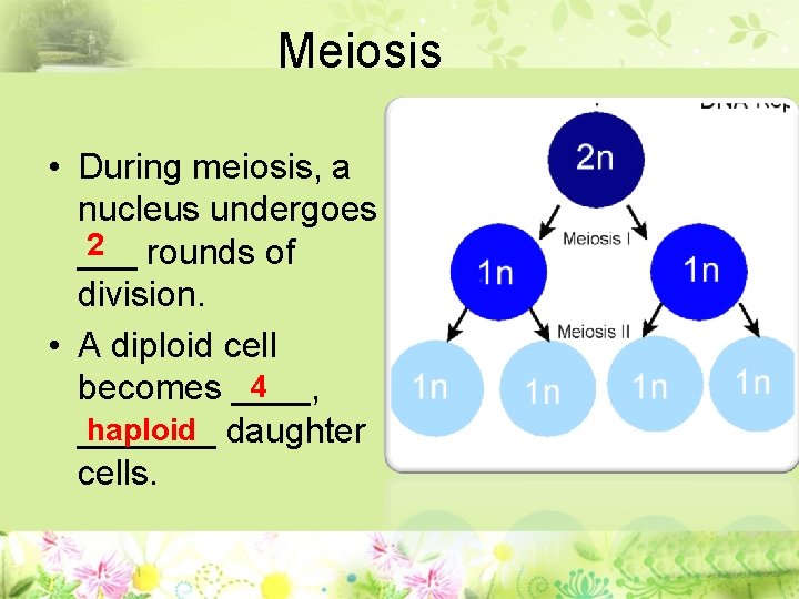 Meiosis • During meiosis, a nucleus undergoes 2 rounds of ___ division. • A