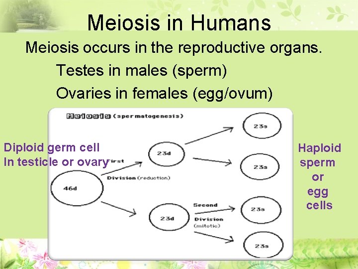 Meiosis in Humans Meiosis occurs in the reproductive organs. Testes in males (sperm) Ovaries