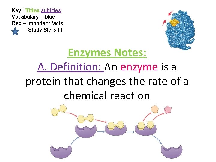 Key: Titles subtitles Vocabulary - blue Red – important facts Study Stars!!!! Enzymes Notes: