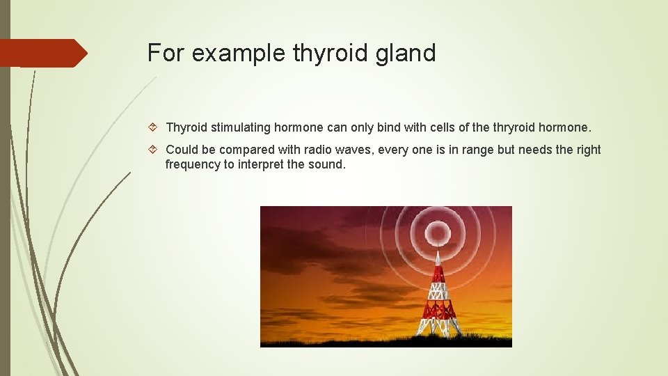 For example thyroid gland Thyroid stimulating hormone can only bind with cells of the