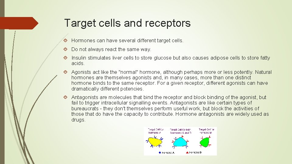 Target cells and receptors Hormones can have several different target cells. Do not always