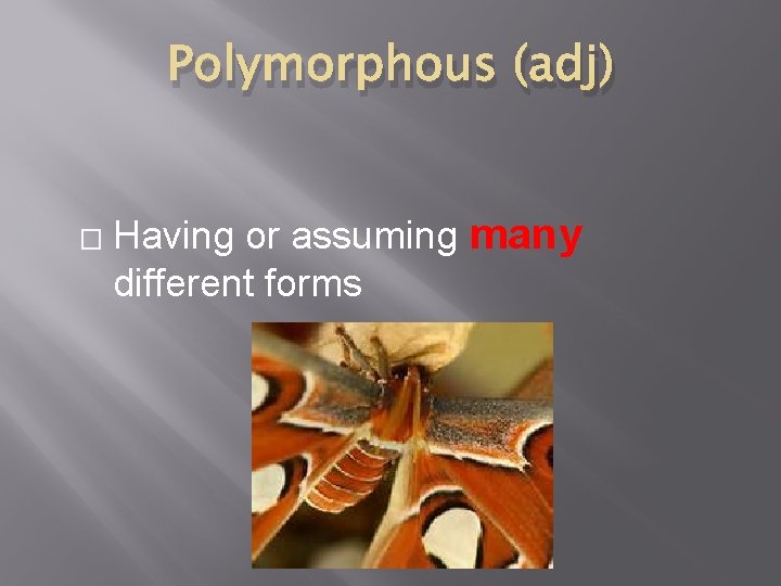 Polymorphous (adj) � Having or assuming many different forms 
