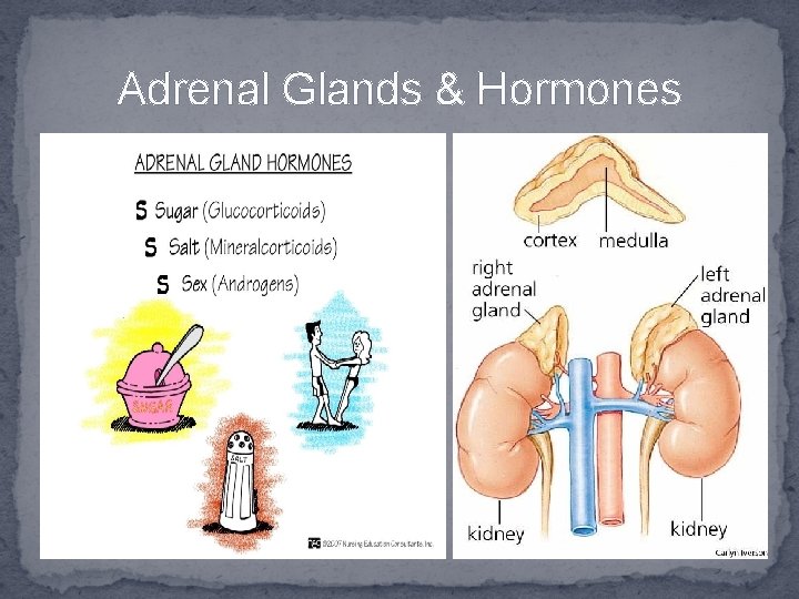 Adrenal Glands & Hormones 