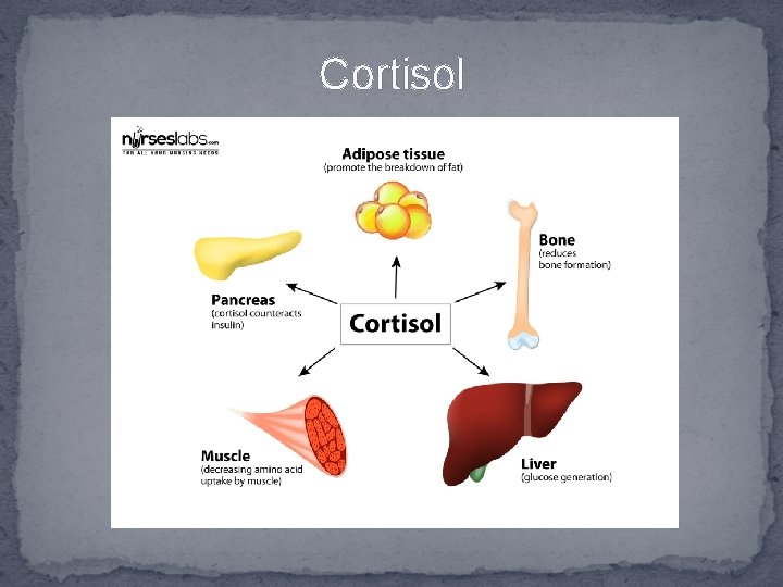 Cortisol 