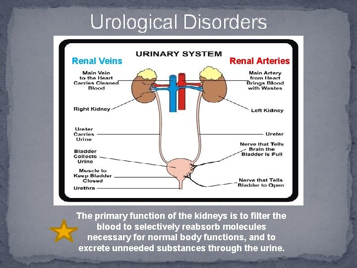 Urological Disorders Renal Veins Renal Arteries The primary function of the kidneys is to