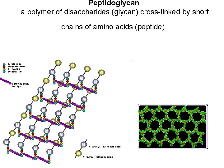 Peptidoglycan a polymer of disaccharides (glycan) cross-linked by short chains of amino acids (peptide).