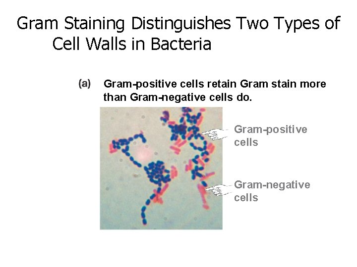 Gram Staining Distinguishes Two Types of Cell Walls in Bacteria Gram-positive cells retain Gram