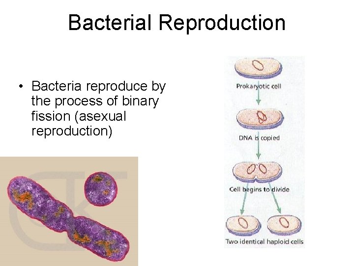 Bacterial Reproduction • Bacteria reproduce by the process of binary fission (asexual reproduction) 