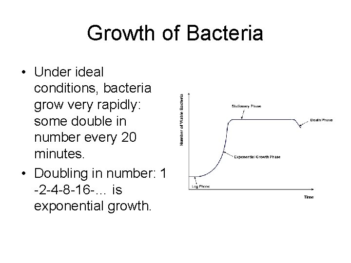 Growth of Bacteria • Under ideal conditions, bacteria grow very rapidly: some double in