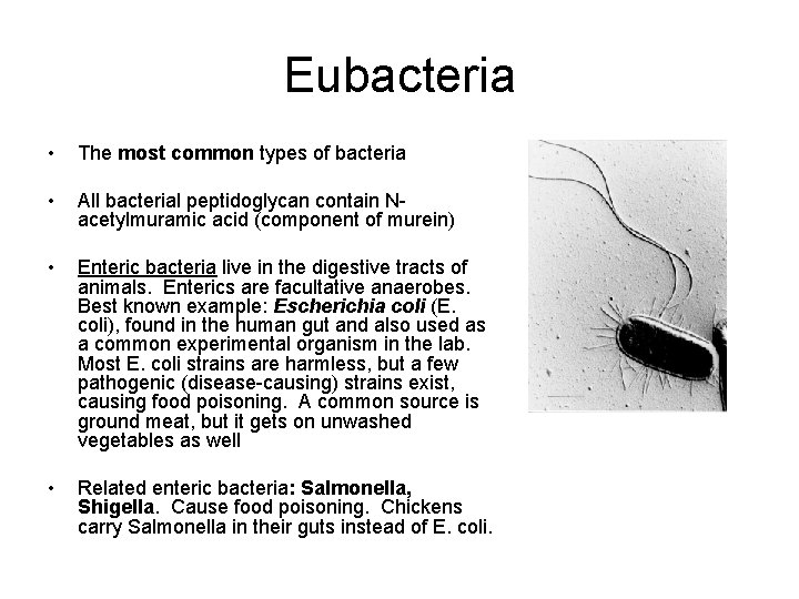 Eubacteria • The most common types of bacteria • All bacterial peptidoglycan contain Nacetylmuramic