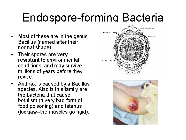 Endospore-forming Bacteria • Most of these are in the genus Bacillus (named after their