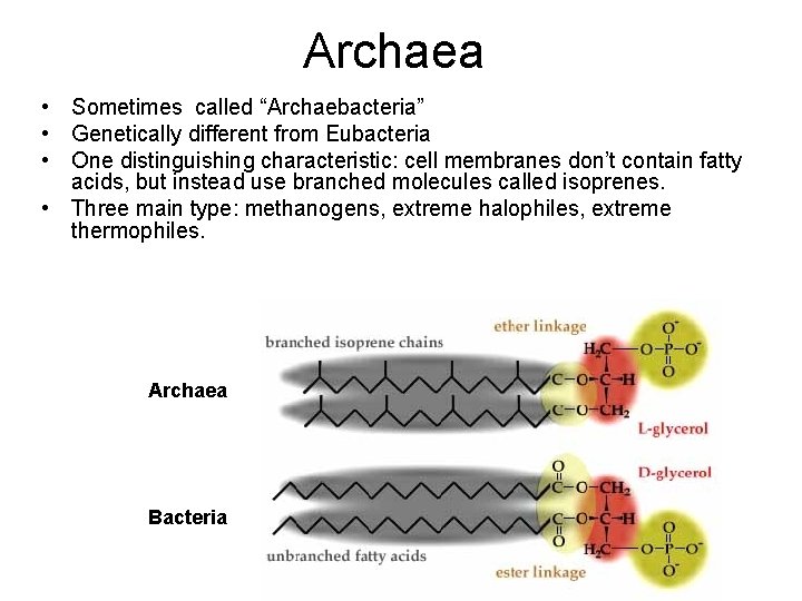 Archaea • Sometimes called “Archaebacteria” • Genetically different from Eubacteria • One distinguishing characteristic: