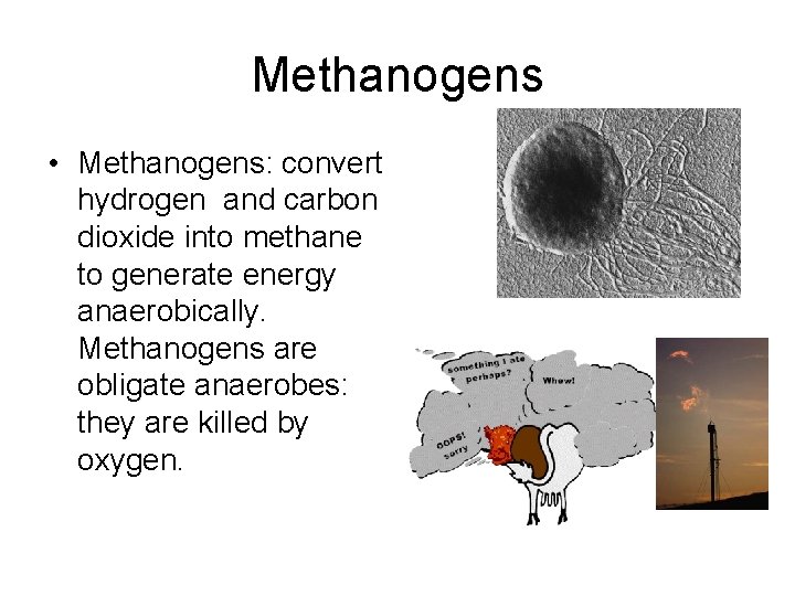 Methanogens • Methanogens: convert hydrogen and carbon dioxide into methane to generate energy anaerobically.