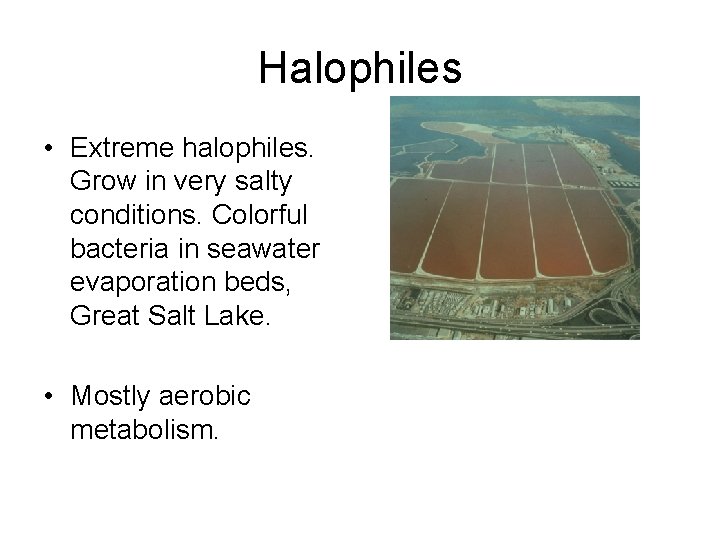 Halophiles • Extreme halophiles. Grow in very salty conditions. Colorful bacteria in seawater evaporation