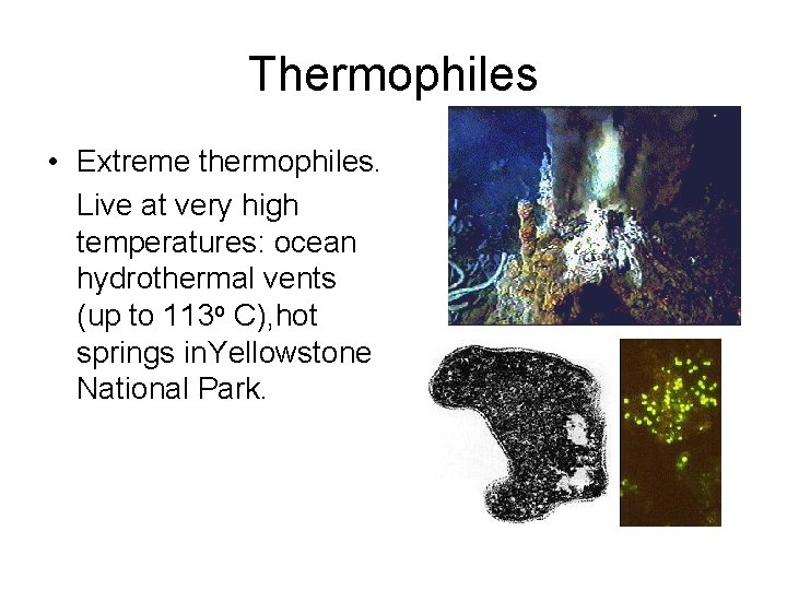 Thermophiles • Extreme thermophiles. Live at very high temperatures: ocean hydrothermal vents (up to Thermophiles • Extreme thermophiles. Live at very high temperatures: ocean hydrothermal vents (up to