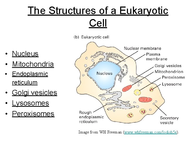 The Structures of a Eukaryotic Cell • Nucleus • Mitochondria • Endoplasmic reticulum •