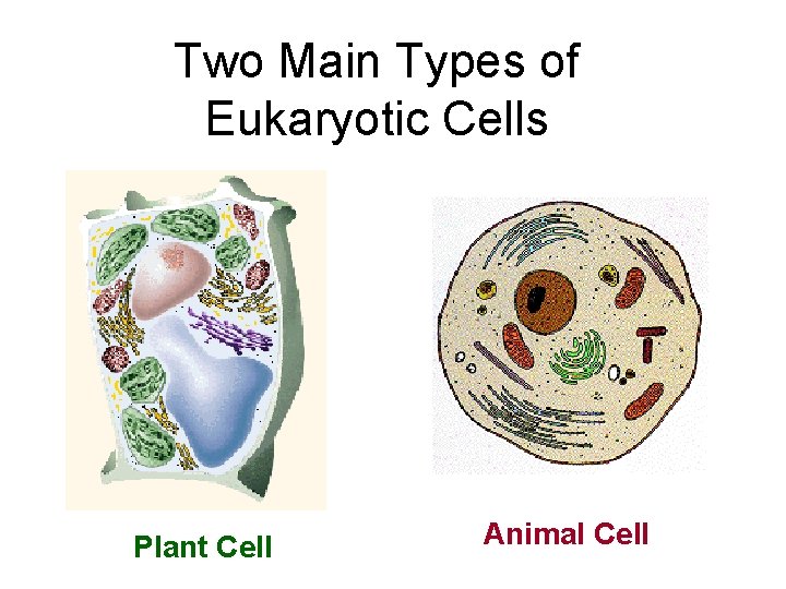 Two Main Types of Eukaryotic Cells Plant Cell Animal Cell 
