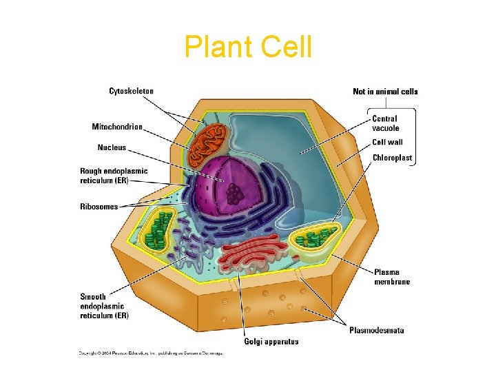 Plant Cell 