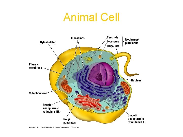 Animal Cell 