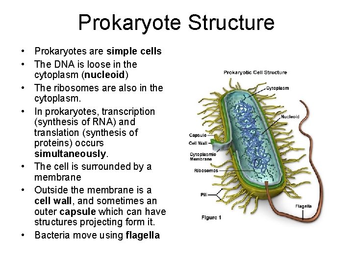 Prokaryote Structure • Prokaryotes are simple cells • The DNA is loose in the