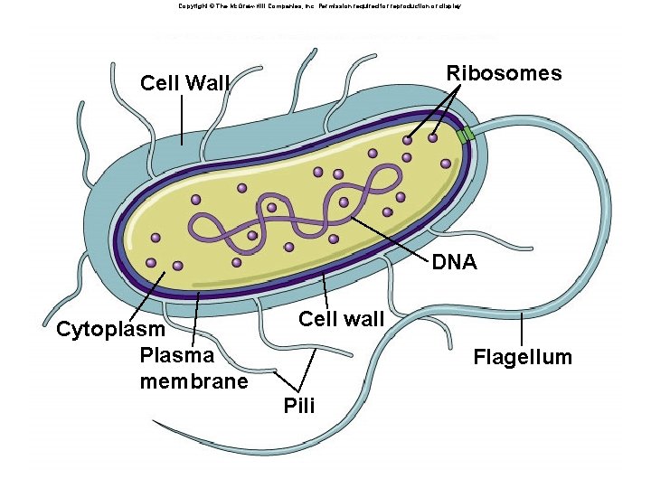 Copyright © The Mc. Graw-Hill Companies, Inc. Permission required for reproduction or display. Ribosomes