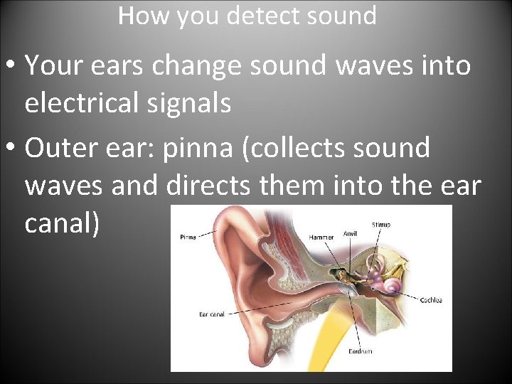 How you detect sound • Your ears change sound waves into electrical signals •