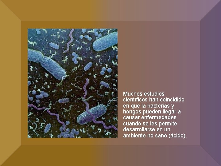 Muchos estudios científicos han coincidido en que la bacterias y hongos pueden llegar a