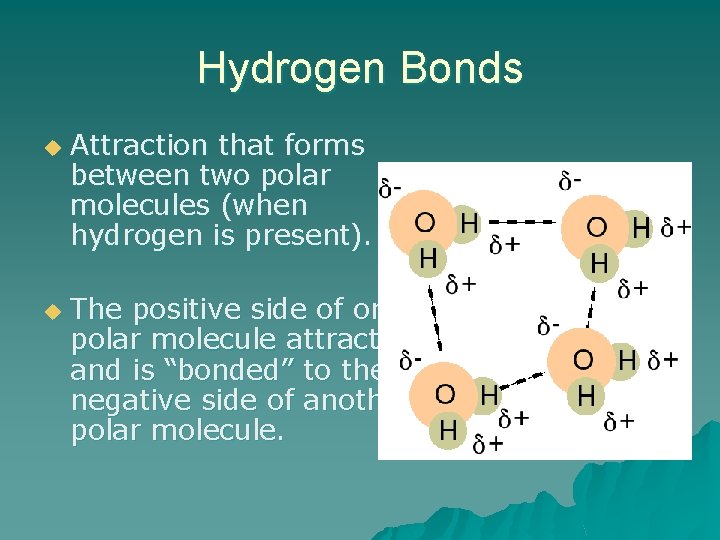 Hydrogen Bonds u u Attraction that forms between two polar molecules (when hydrogen is