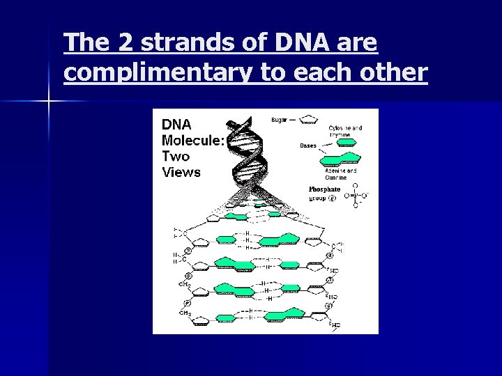 Two Stand Dna DNA notes DNA Deoxyribonucleic Acid The primary function