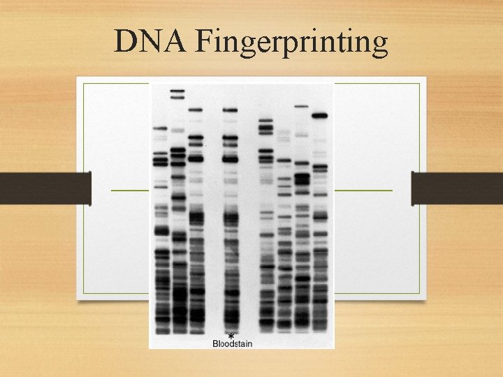 DNA Fingerprinting 