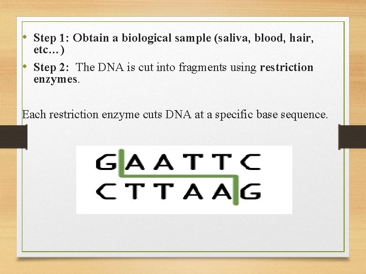  • Step 1: Obtain a biological sample (saliva, blood, hair, etc…) • Step