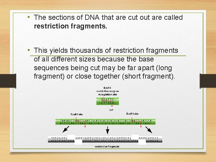  • The sections of DNA that are cut out are called restriction fragments.