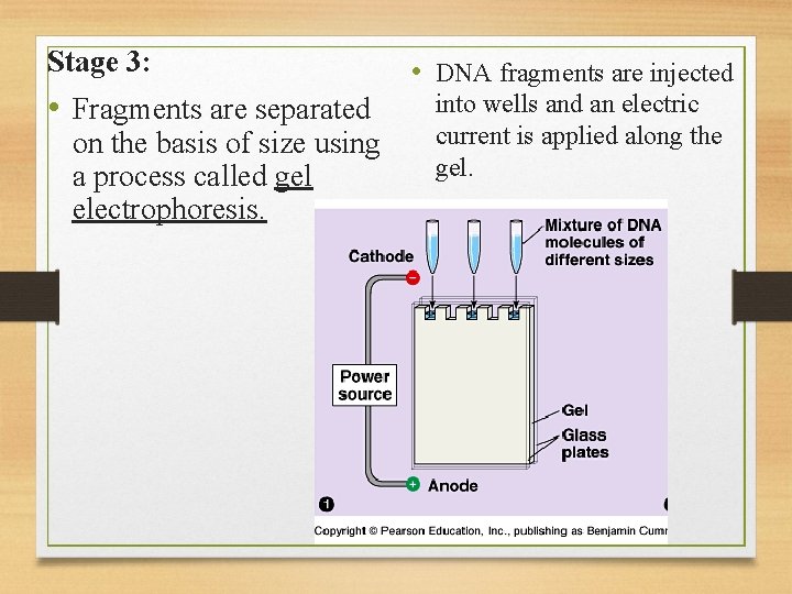 Stage 3: • Fragments are separated on the basis of size using a process