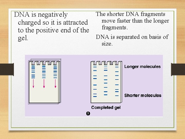 The shorter DNA fragments DNA is negatively move faster than the longer charged so