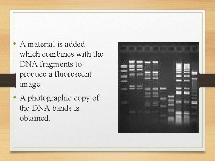  • A material is added which combines with the DNA fragments to produce