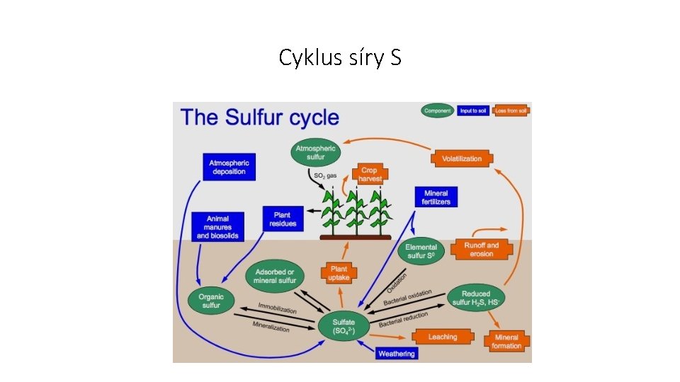 Cyklus síry S 