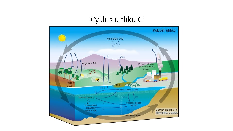 Cyklus uhlíku C 