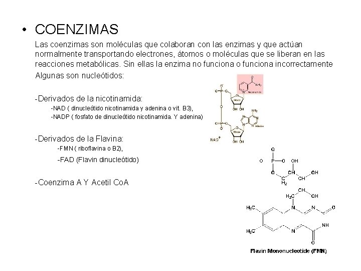  • COENZIMAS Las coenzimas son moléculas que colaboran con las enzimas y que