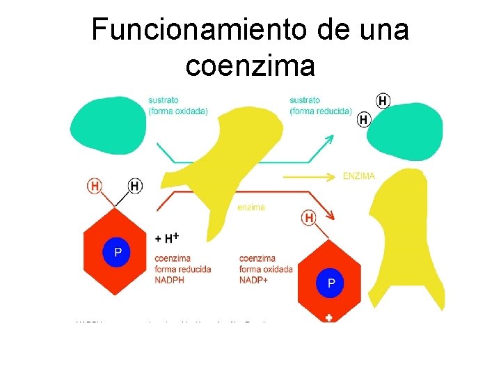 Funcionamiento de una coenzima 