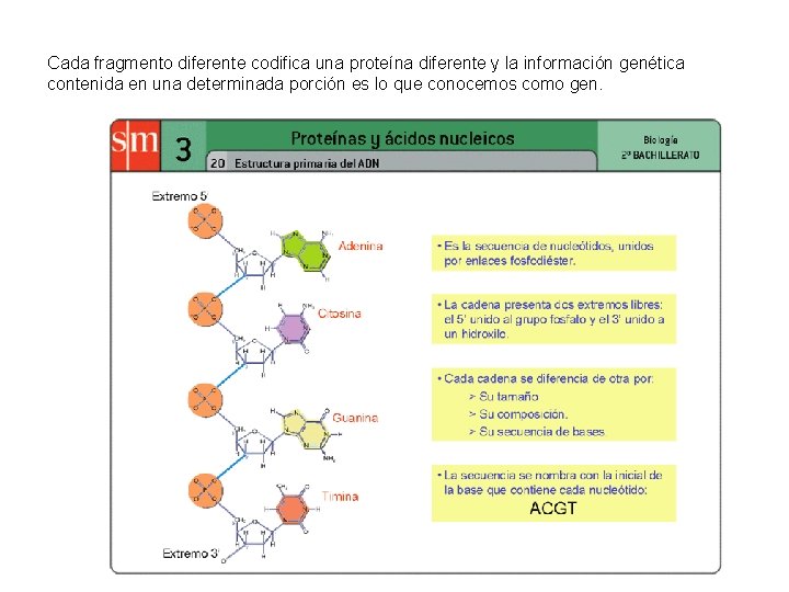 Cada fragmento diferente codifica una proteína diferente y la información genética contenida en una