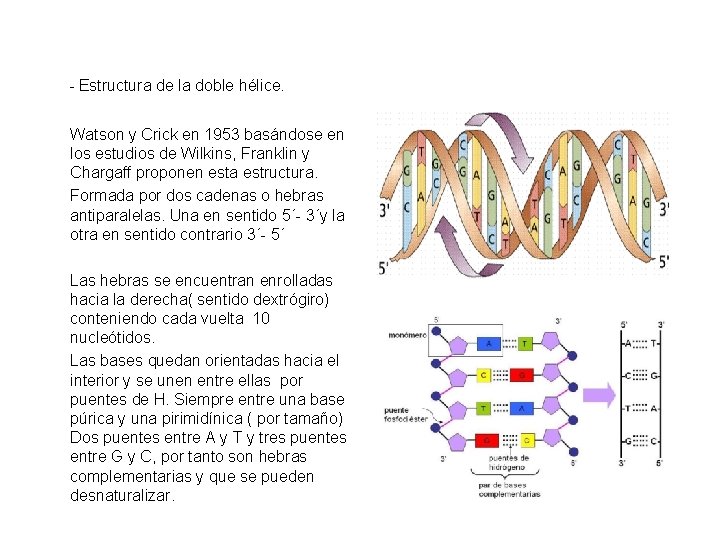 - Estructura de la doble hélice. Watson y Crick en 1953 basándose en los